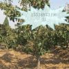 供應占地山楂樹！！！5-6-7-8-9-10公分山楂樹量大