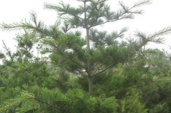 最新1米華山松價格=2米華山松價格=3米華山松價格