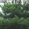 油松、3米油松大量低價(jià)出售