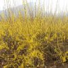 連翹苗、山西連翹苗、1年生連翹苗
