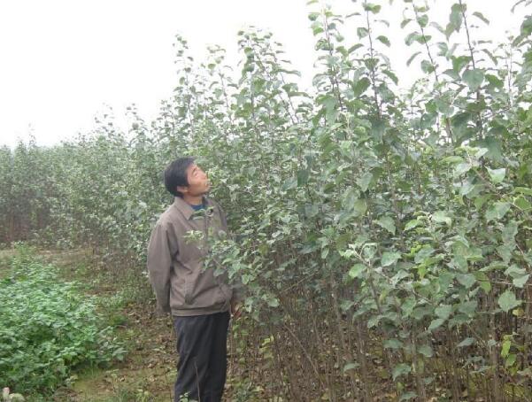 供應(yīng)優(yōu)質(zhì)山西蘋果苗 123蘋果苗 秦冠蘋果苗