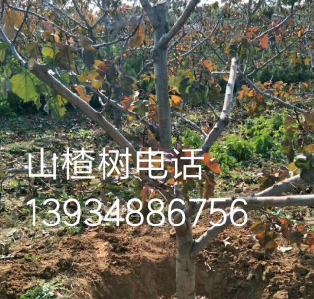 8公分山楂樹基地