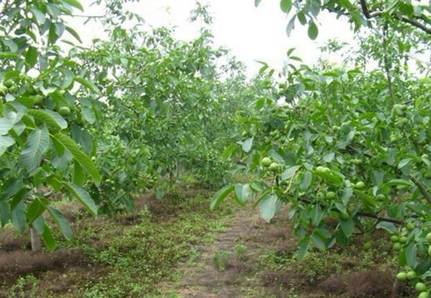 今年棗樹(shù)苗價(jià)格、今年冬棗苗價(jià)格、棗樹(shù)苗批發(fā)價(jià)格