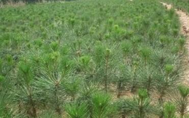 2.5米白皮松=3米白皮松價格？？？