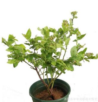 藍莓樹苗南方盆栽耐寒庭院種植北方南方當(dāng)年結(jié)果藍莓苗果樹苗