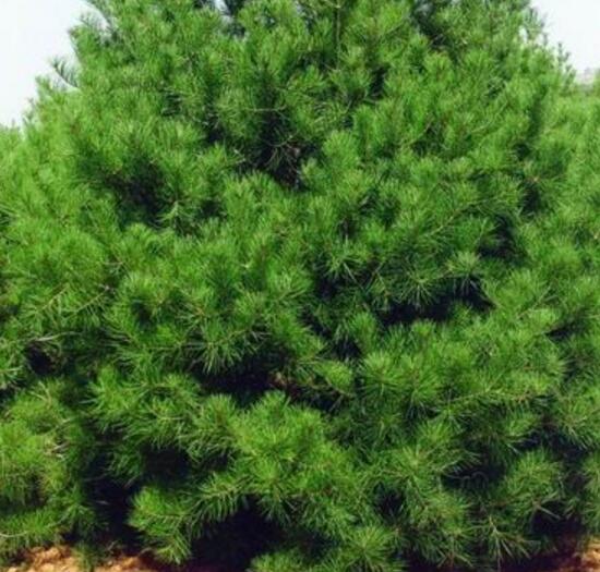 供應白皮松小苗白皮松大苗