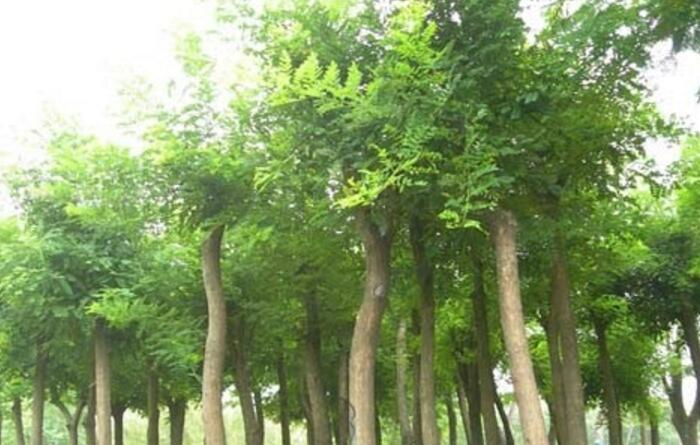 供應國槐刺槐皂角柿子苗