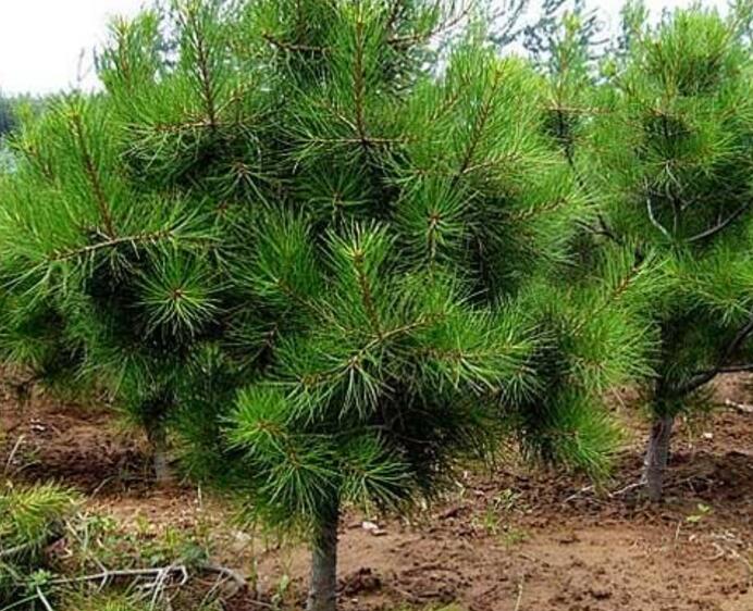 大量供應：白皮松，法桐，油松，雪松，國槐，北欒等