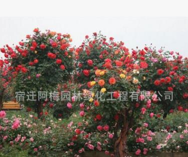 樹樁月季批發大花月季樹庭院別墅美化高桿月季樹3公分左右