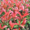 彩色籬笆苗 紅葉石楠工程苗 紅羅賓樹(shù)苗 四季常青庭院街道綠化苗