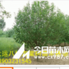 常年供應(yīng)八棱海棠籽 海棠干