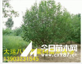 常年供應大中小八棱海棠樹 風景樹 百年古樹