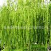 基地供應(yīng)綠化苗木垂柳 金絲垂柳 綠化工程 行道樹(shù) 庭院專用