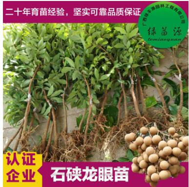 石硤龍眼果樹苗 桂圓嫁接樹苗 果肉白色透明汁多味甜