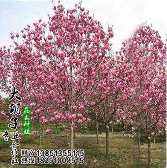 庭院植物玉蘭苗 廣玉蘭樹苗 綠化苗木基地 白玉蘭苗 玉蘭花苗