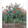 批發樹狀月季花 樹形月季 高檔樹樁 當年開花庭院樹樁月季 品種全