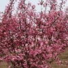 2-8CM垂絲海棠