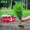 大量供應(yīng) 黃楊苗 瓜子黃楊 瓜子黃楊 黃楊樹苗 小葉黃楊苗