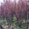 批發(fā)紅葉李小苗 速生紫葉李樹苗 根系發(fā)達 綠化苗木 景觀樹種