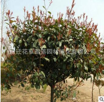 苗圃直銷高桿紅葉石楠 獨(dú)桿石楠 紅葉石楠樹苗
