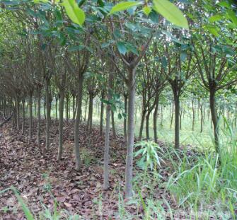 批發河南紅葉石楠/紅葉樹/精品園林樹/造型苗木/工程綠化