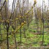 批發河南紫葉李/紅葉李/工程綠化苗/量大從優