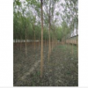 笨國槐小苗_5公分笨國槐苗基地最新報價