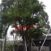 福建漳州萬綠森大量批發鳳凰木（紅花楹）袋苗10-50公分