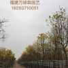 廣東黃花風鈴木供應 重慶黃花風鈴木價格 四川黃花風鈴木出售