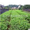 杜鵑球 基地直銷 杜鵑球杜鵑及各規(guī)格道路綠化常綠灌木毛娟球批發(fā)