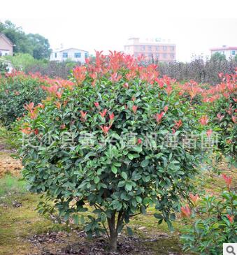 樹苗直銷 紅葉石楠球、紅葉石楠樹、紅葉石楠小苗 批發綠化苗木
