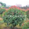 樹苗直銷 紅葉石楠球、紅葉石楠樹、紅葉石楠小苗 批發(fā)綠化苗木