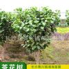 樹苗直銷 茶花 耐冬茶花樹 茶梅球 耐寒茶梅 成活率高 量大優(yōu)惠