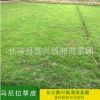 馬尼拉草皮 批發(fā)供應(yīng)工程綠化草坪 量大優(yōu)惠 湖南湘海苗圃 批發(fā)