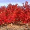基地直銷十月光輝紅楓 改良紅楓種子質(zhì)優(yōu)價(jià)廉 十月光輝紅楓
