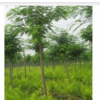 供應(yīng)各種規(guī)格的 皂角樹 連翹