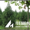 供應(yīng)1-3米油松