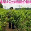 毛桃樹苗批發毛桃樹苗1米5高