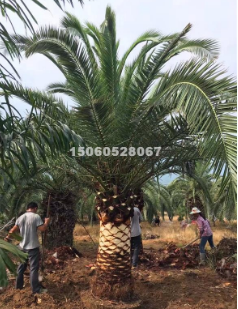 低價批發加拿利海棗桿高0.3-3米，量大從優