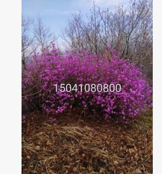 興安杜鵑小苗 金達萊小苗 長白山杜鵑小苗 金達萊杜鵑苗