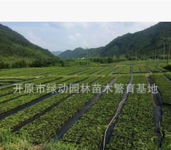 供應(yīng)芝櫻 叢生福祿考 叢生福祿考庭院應(yīng)用 紅色花色芝櫻 福祿考