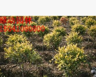 供應(yīng)金葉榆獨(dú)干球 金葉榆50公分定桿球 金葉榆球價(jià)格 最新價(jià)格