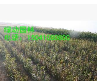 供應(yīng)桃葉衛(wèi)矛 桃葉衛(wèi)矛小苗 開(kāi)原桃葉衛(wèi)矛 絲棉木 桃葉衛(wèi)矛圖片