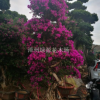 造型三角梅漳浦三角梅樁頭盆景價格%漳州紅花九重葛（葉子花）小葉榕樁頭2018產地價格