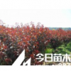 出售山西太谷本地紅葉碧桃