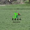 成都混播草坪