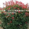 湖南紅葉石楠球型，小松草坪苗木合作社低價(jià)供應(yīng)紅葉石楠球