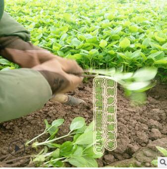 繡球花小苗八仙花小苗批發(fā)價，江蘇基地直銷各種規(guī)格繡球綠化苗木