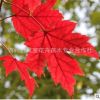 批發(fā)紅楓小苗 美國(guó)紅楓苗園林風(fēng)景樹(shù)工程綠化紅楓苗