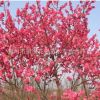 基地批發(fā)碧桃苗 紅葉碧桃苗 彩色風(fēng)景樹(shù) 工程專(zhuān)用